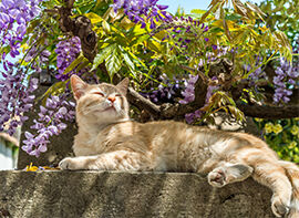De buur(t)kat in mijn tuin - wat nu?