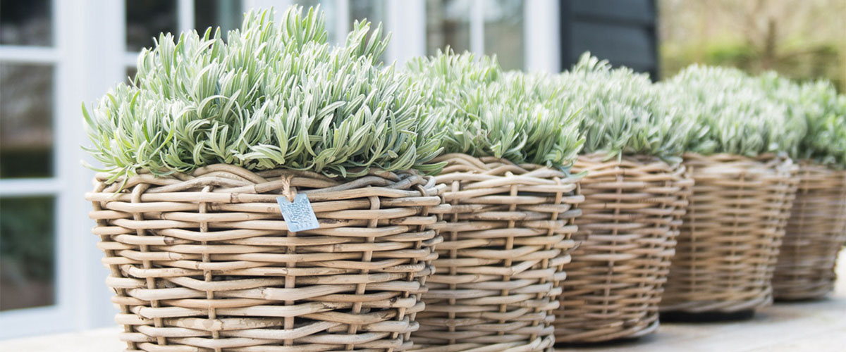 Drypot van Van der Leeden: Stijlvolle en Slimme Oplossing voor Gezonde Planten | Tuindromen