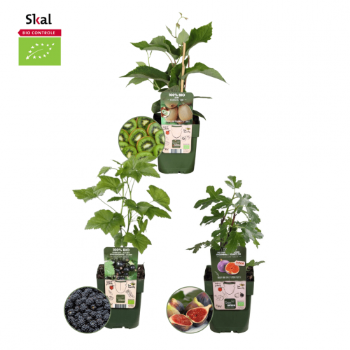 Het "Zoete Oogst Trio" BIO Fruitplantenpakket in een mix van 3 verschillende soorten.