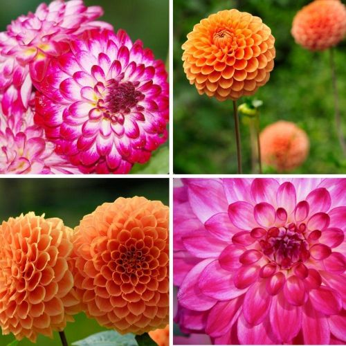 Flowerbulbs Amsterdam - Mix Pompon Splash, 12 Dahlien Little Robert & 12 Dahlien Ralphie knollen für 4 m²