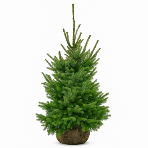 Kerstboom Picea omorika | 125–150 cm | in pot gedrukt