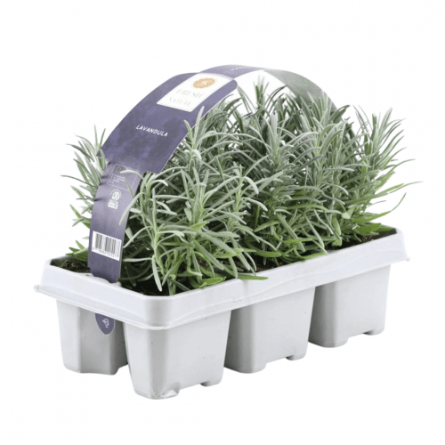 6-pack Lavendel angustifolia - 6 x Ø7 cm - ↕25 cm