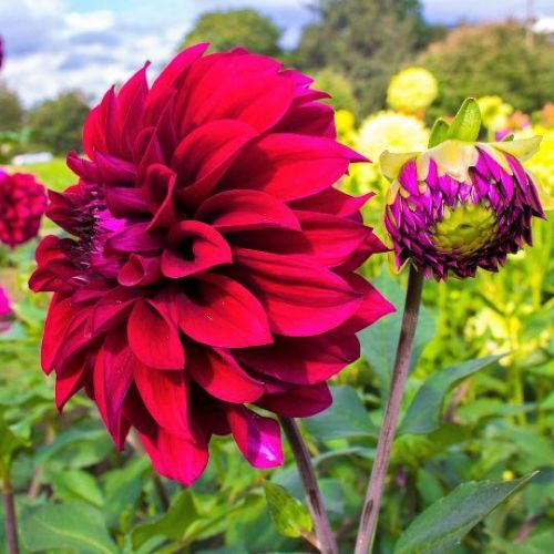 Flowerbulbs Amsterdam - Dahlie Heatwave, Große Tiefrote Blumen