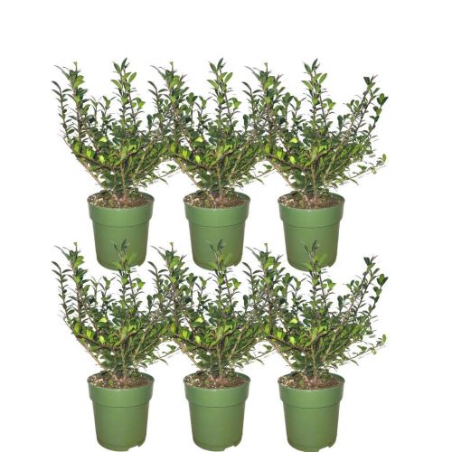 Plants by Frank - 1 Meter Hulsthaag - Ilex crenata 'Jenny'® - Plantenpakket met 6 winterharde haagplanten - Altijdgroene haag - Direct van de kwekerij geleverd