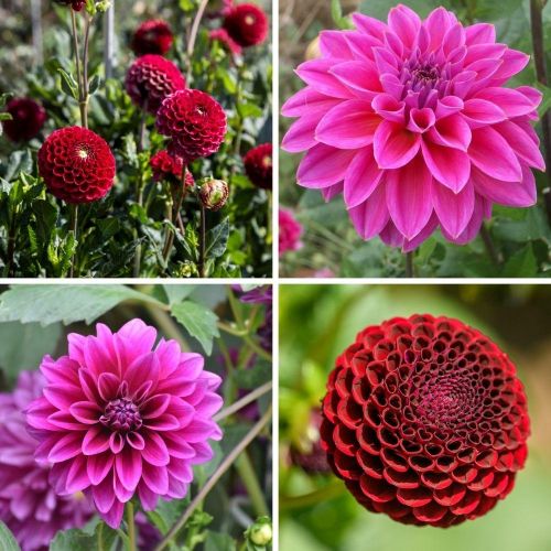 Flowerbulbs Amsterdam - Mix Gerard's Darlings, 6 Dahlien Natal & 6 Dahlien Blue Bell knollen für 2 m²