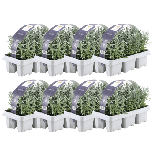 8 x 6er set Lavendel angustifolia - 48 x Ø7 cm - ↕15 cm