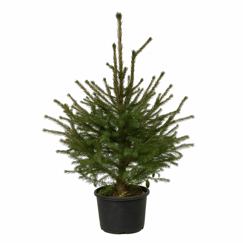 Kerstboomset Picea abies | 2 stuks | 80–100 cm | in pot gekweekt