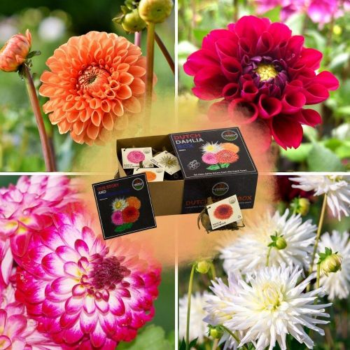 Flowerbulbs Amsterdam - Luxusbox Medium, Set aus 4 niederländischen Dahlien, 2 Boxen für über 1 m²