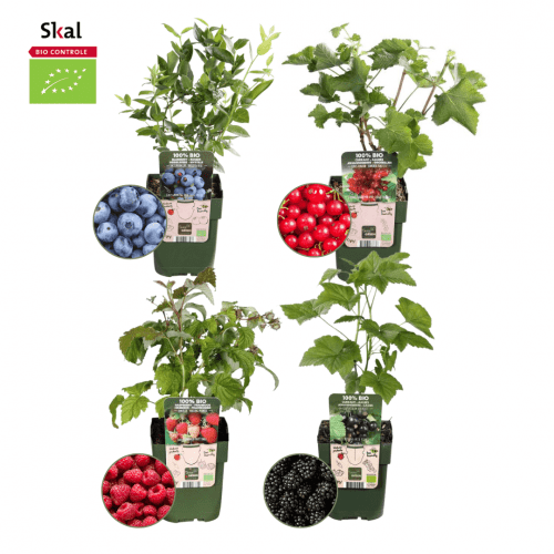 "Fruitparadijs" BIO Fruitplanten set in een mix van 4 verschillende soorten