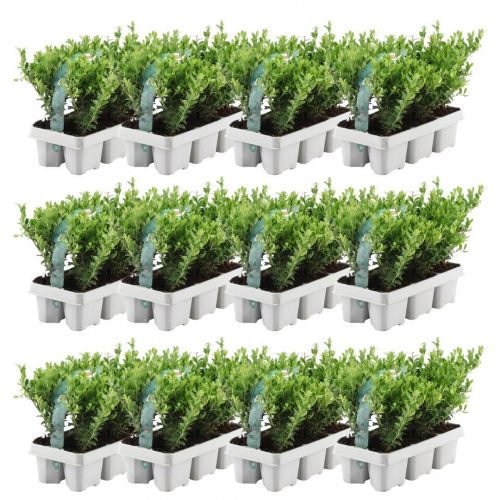 72x Ilex crenata 'Jenny' - 72 x Ø7 cm - H 15 |12 x 6 pack