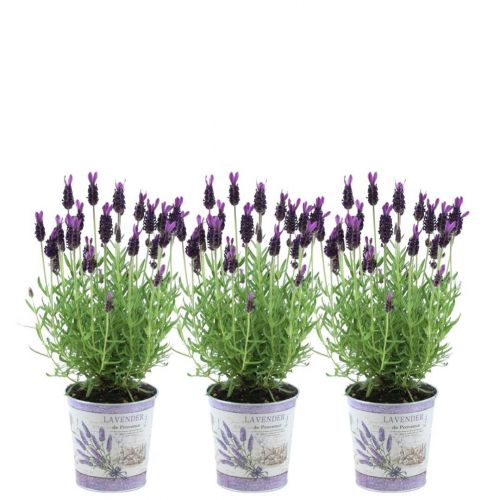 Plants by Frank - Lavandula stoechas Anouk® in Decoratieve Pot 'Lavenderprint' - 13 cm Pot - 3-Pack Franse Lavendel in Decoratieve Pot